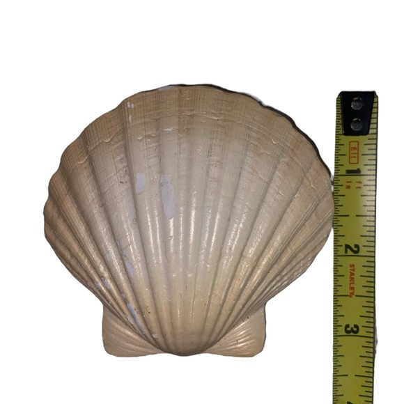 Sea Shell & Sea Biscuit Wall Decor - Picture 9 of 11